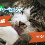 ビショップの使用感